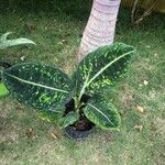 Dieffenbachia grayumiana Leaf