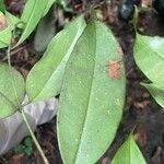 Garcinia epunctata Φύλλο