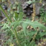 Sisymbrium austriacum Hoja