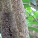 Cocculus laurifolius Bark