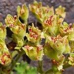 Saxifraga exarata Fruto