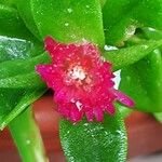 Mesembryanthemum cordifolium Blomma