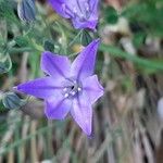 Triteleia laxa Flower