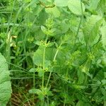 Cruciata glabra Hábito