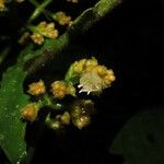Notopleura capacifolia Flor