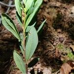 Myrica gale Lehti