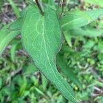 Lactuca indica Hoja