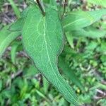 Lactuca indica ഇല