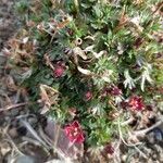 Saxifraga praetermissa Flower