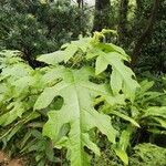 Solanum wrightii Blatt