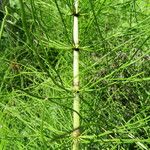 Equisetum telmateia 葉