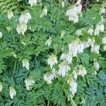 Dicentra eximia Blüte