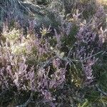 Calluna vulgarisFlower