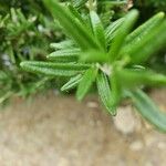 Salvia rosmarinus List