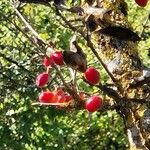 Cornus officinalis Fruto