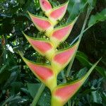 Heliconia wagneriana Anders