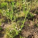 Conyza aegyptiaca Habit