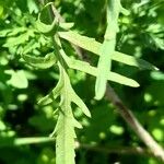 Rorippa sylvestris Leaf