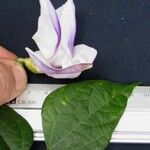 Condylostylis candida Altul/Alta