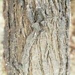 Acacia cultriformis 樹皮