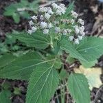 Ageratina altissima पत्ता