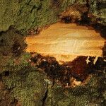 Afzelia pachyloba Corteza