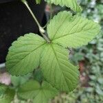 Potentilla indicaFolio