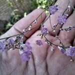 Limonium scoparium Flower