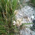 Allium ericetorum Fleur