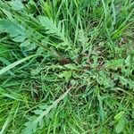 Taraxacum braun-blanquetii Leaf