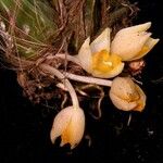 Sievekingia suavis Fruto