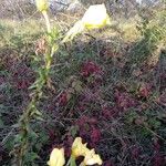 Oenothera biennisपत्ता