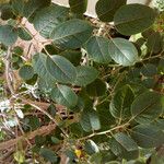 Aristotelia chilensis Fuelha