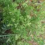 Caucalis platycarpos Mbuma