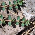 Euphorbia prostrata Foglia