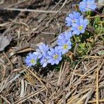 Gentiana sedifolia Цветок