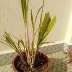 Cymbopogon nardus Folha