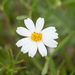 Melampodium leucanthum Кветка