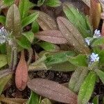 Myosotis arvensis Fulla