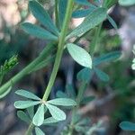 Dorycnium pentaphyllum Leaf