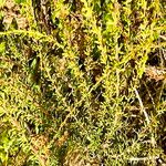 Adenostoma fasciculatum Hoja