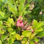 Vaccinium padifolium Flower