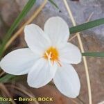 Crocus cancellatus ফুল