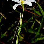 Sabatia brevifolia Flor
