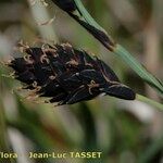 Carex atrofusca Цветок