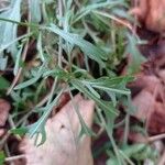 Diplotaxis tenuifolia Leaf