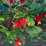 Abutilon megapotamicum Цветок