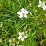 Arenaria balansae Flor