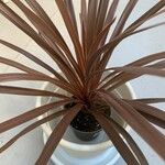 Cordyline australis Blad