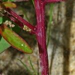 Chenopodium polyspermum Casca